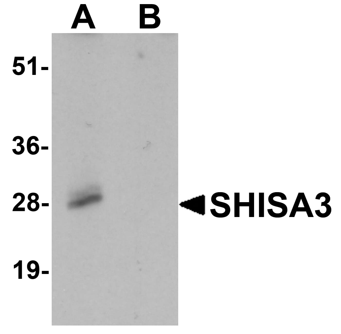 IHC-plus™ SHISA3 Antibody