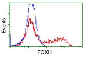 FOXI1 Antibody (clone OTI2H5)