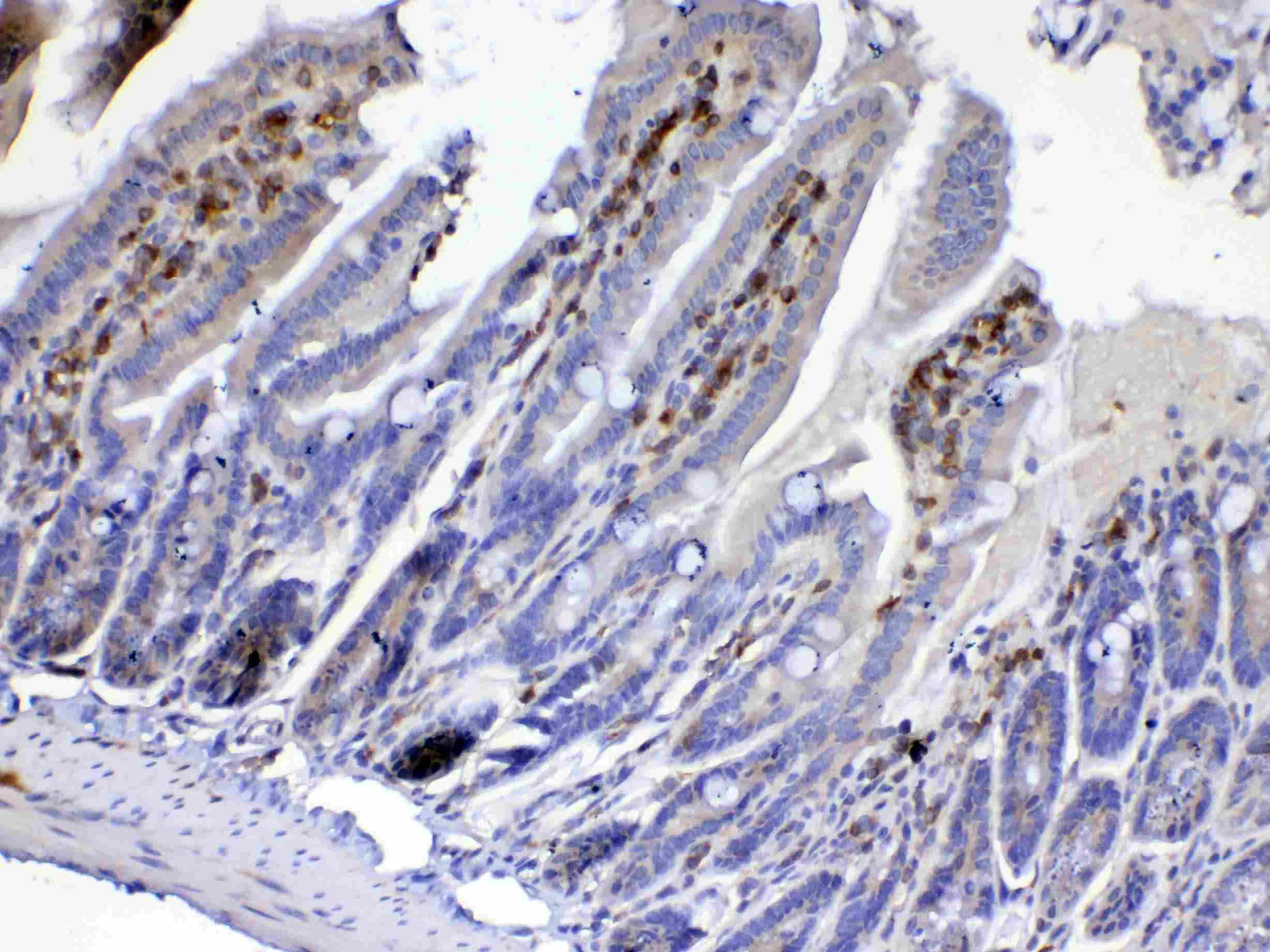 CDC20 Antibody