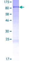 Human CCDC38 Protein (Recombinant GST)