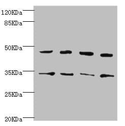 CYTH2 / Cytohesin 2 Antibody