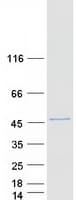 Human UBXN2B Protein (Recombinant Myc-DDK (Flag))
