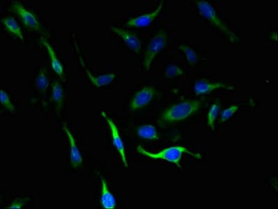 SLC4A8 / NBC Antibody