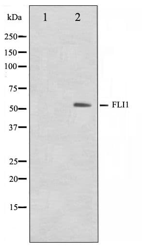 FLI1 Antibody