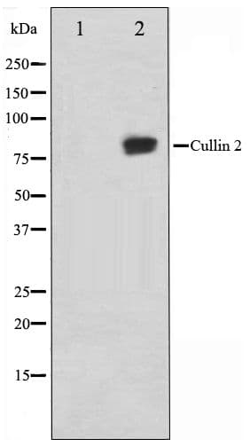 Polyclonal Rabbit anti-Human CUL2 / Cullin 2 Antibody (IHC, IF, WB)