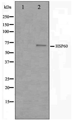 Polyclonal Rabbit anti-Human HSPD1 / HSP60 Antibody (IHC, IF, WB)