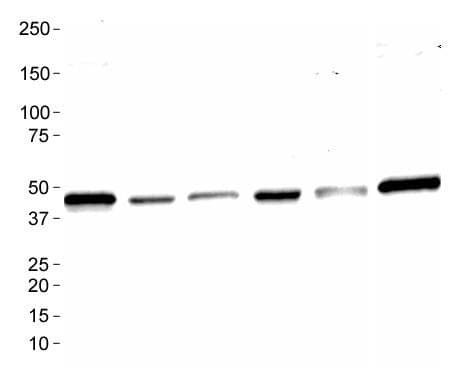 MAS1 / MAS Antibody
