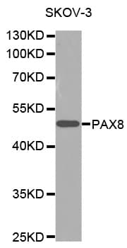 PAX8 Antibody