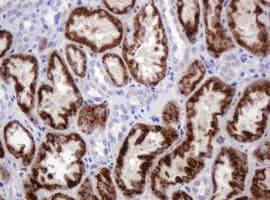 AMY2B Antibody (clone 4B5, Carrier-free)