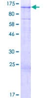 Human ARMC2 Protein (Recombinant GST)