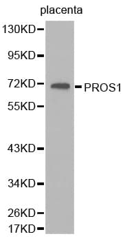 IHC-plus™ PROS1 / Protein S Antibody