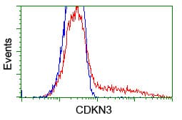 CDKN3 / KAP Antibody (clone OTI2A5)