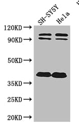 DISC1 Antibody
