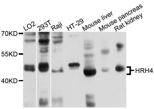 HRH4 / Histamine H4 Receptor Antibody