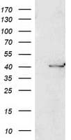 PON1 / ESA Antibody (clone OTI2A9)