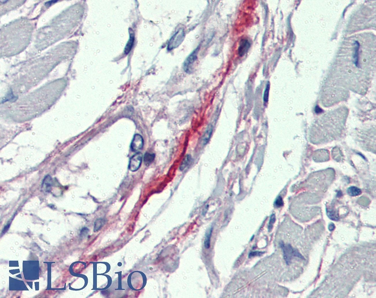 DDAH2 Antibody (N-Terminus)