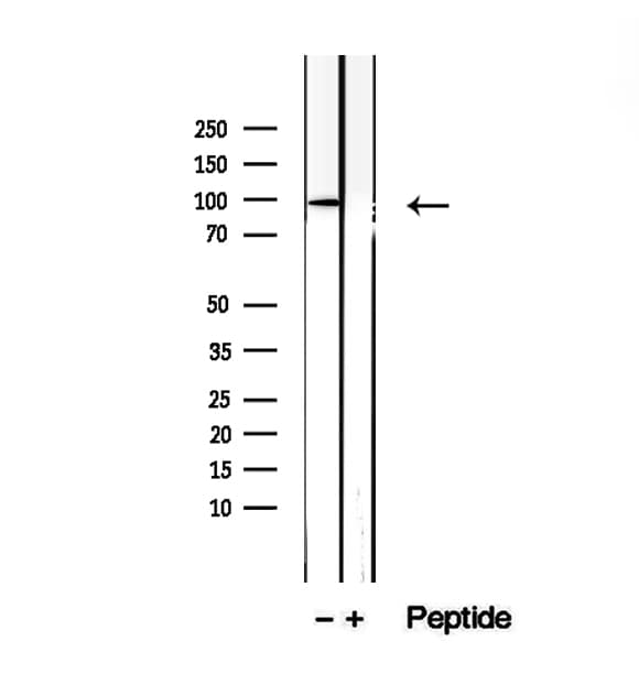 TEX10 Antibody
