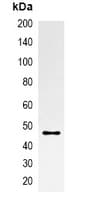 mOrange Tag Antibody