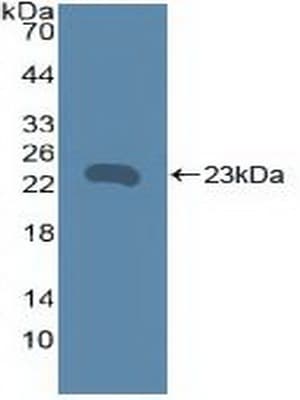 CD40 Antibody (aa26-187)