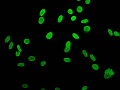 H2AFZ / H2A.z Antibody