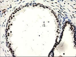 Monoclonal Mouse anti-Human SULT1A1 / Sulfotransferase 1A1 Antibody (clone OTI9B7, IHC, IF, WB)
