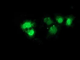 NHEJ1 / XLF Antibody (clone OTI3E6)