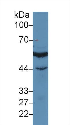 IRF3 Antibody (aa1-360)