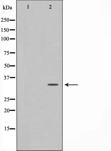 C/EBP Epsilon / CEBPE Antibody