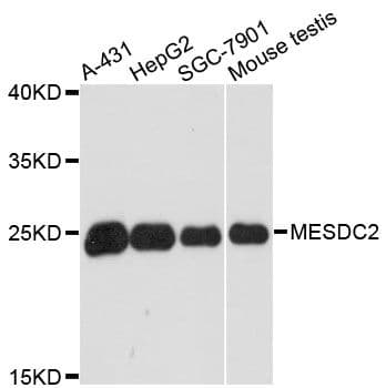 MESDC2 / MESD Antibody