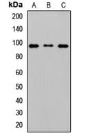 MAD1L1 / MAD1 Antibody