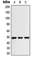 RBM34 Antibody (C-Terminus)