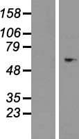 Human SERPIND1 / Heparin Cofactor 2 Protein (Over-Expression Lysate Myc-DDK (Flag))