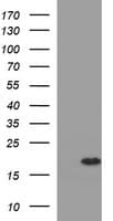 SNCA / Alpha-Synuclein Antibody (clone OTI2F6)