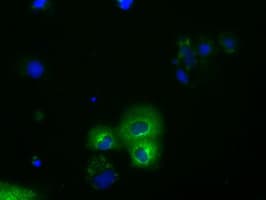 Monoclonal Mouse anti-Human PDE4A / PDE4 Antibody (clone OTI6D6, IHC, IF, WB)