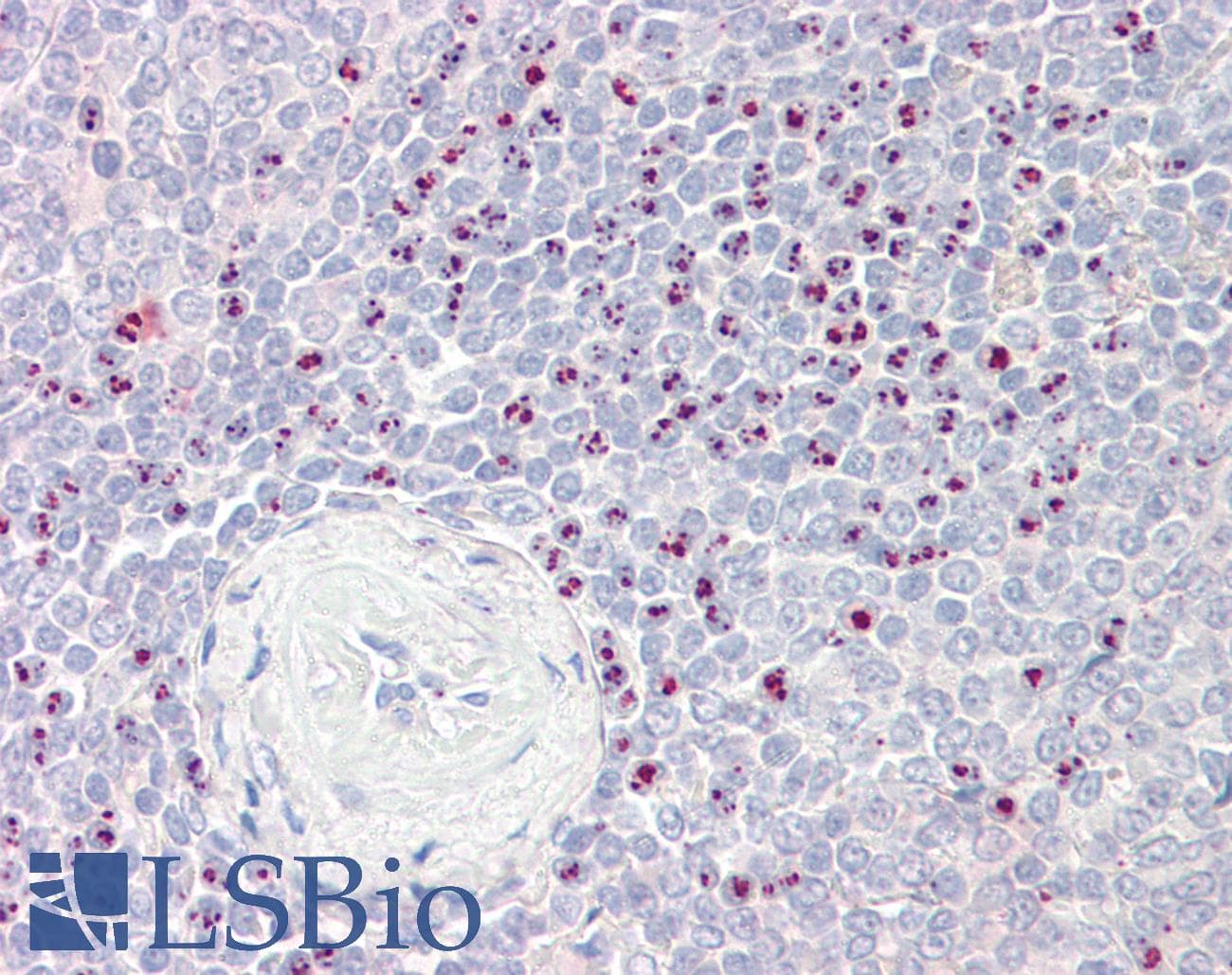 IHC-plus™ BAG6 / G3 / Scythe Antibody (aa257-270)