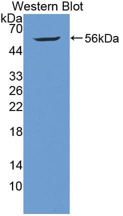 HAP1 Antibody (aa160-381)