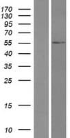 TRIM49 Protein (Over-Expression Lysate Myc-DDK (Flag))