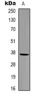 GAPDH Antibody