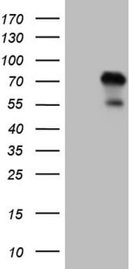 ZNF394 Antibody (aa1-296, clone OTI1A8)