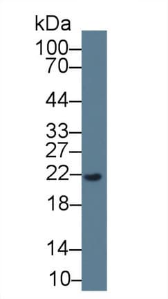 REG3G Antibody
