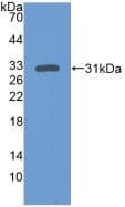 MAPK3 / ERK1 Antibody (aa75-312, APC)