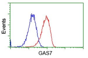 GAS7 Antibody (clone OTI8H10, Carrier-free)