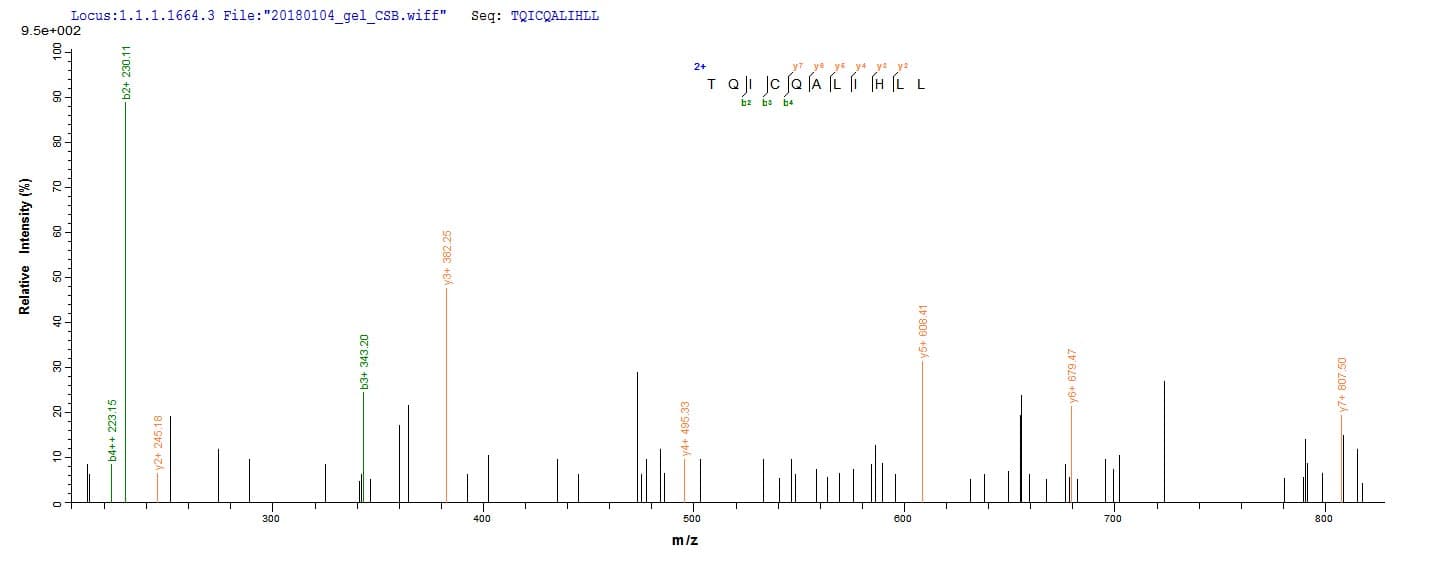 Human HEATR6 / ABC1 Protein (Recombinant 10His, N-terminus + Myc, C-terminus)