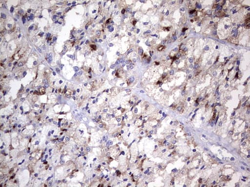 Nor-1 / NR4A3 Antibody (aa332-626, clone OTI2B11)