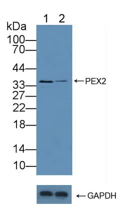 Polyclonal Rabbit anti-Human PEX2 / PAF-1 Antibody (aa233-305, WB)