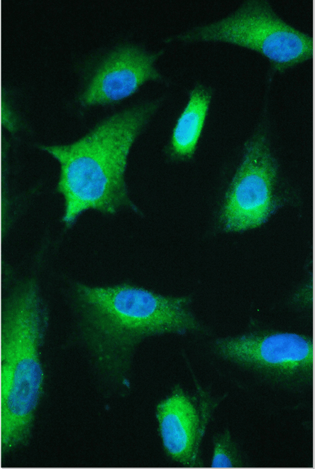 ESRRG / ERR Gamma Antibody