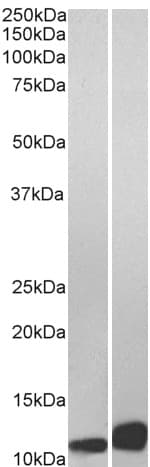 IHC-plus™ MIF Antibody (aa103-115)