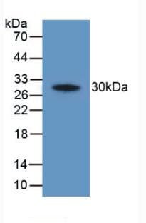 PTGS2 / COX2 / COX-2 Antibody (aa187-425, Cy3)