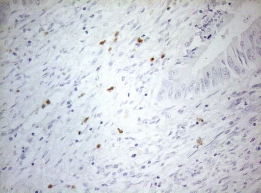ZNF394 Antibody (aa1-296, clone OTI1H10)