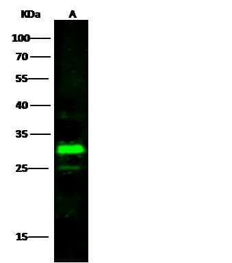HMT / HNMT Antibody (Preservative Free)